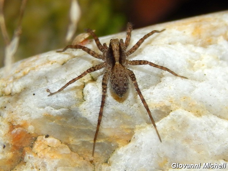 Serie di Araneae del Parco del Ticino